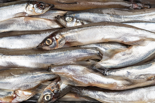 Photo Capelin" defrosted