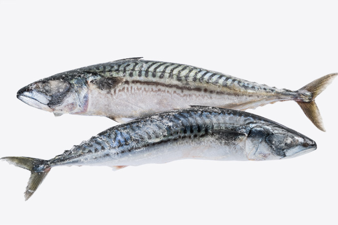 Фото Скумбрія «Atlantic mackerel» Норвегія