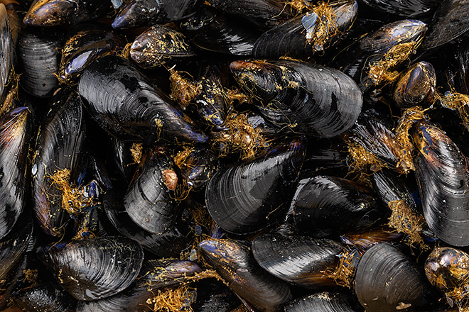 Photo Chilled mussels