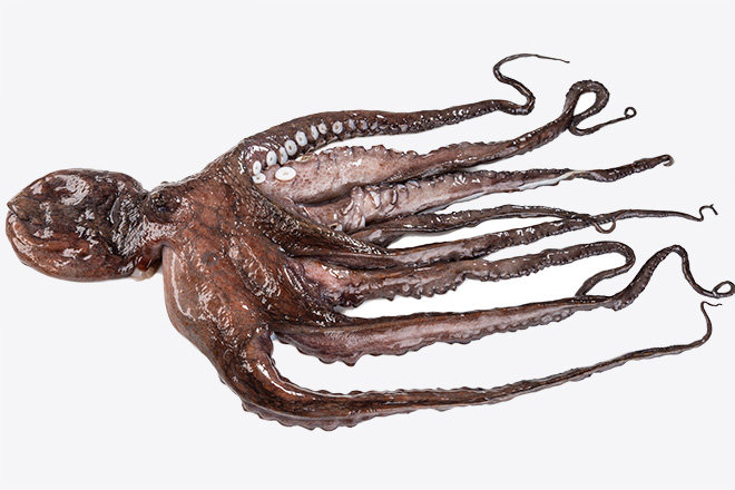 Фото Восьминіг чищений «Оctopus» дефростований