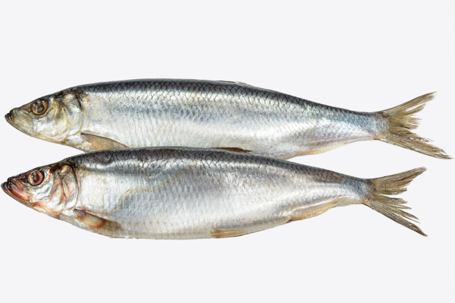 Photo Salted herring